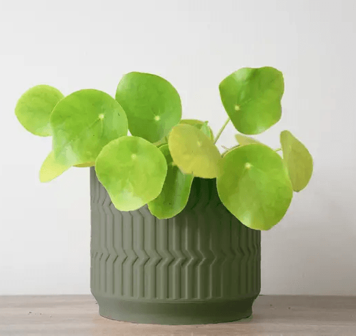 Bringing Nature Home: The Joyful Journey of Indoor Plants