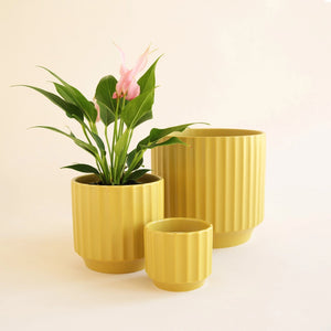 Monroe Pot - Palm