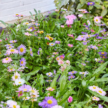 Load image into Gallery viewer, Pollinator Seed Pop