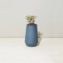 Load image into Gallery viewer, Tumbler Indoor Grow Kit: Eucalyptus