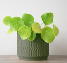 Load image into Gallery viewer, Mabel Planter in Matte Dark Green