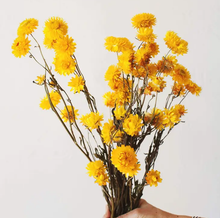 Load image into Gallery viewer, Dried Strawflower Bunch - Yellow