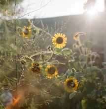 Load image into Gallery viewer, Lemon Queen Sunflower Garden Seeds