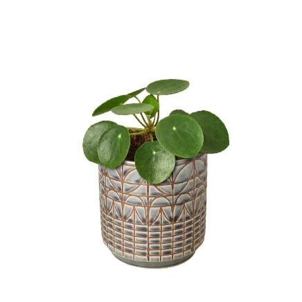 Pilea Peperomioides 'Chinese Money' Plant