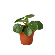 Load image into Gallery viewer, Pilea Peperomioides &#39;Chinese Money&#39; Plant