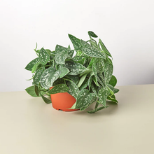 Load image into Gallery viewer, Pothos &#39;Satin&#39; Plant