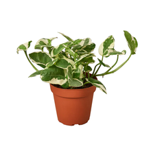 Load image into Gallery viewer, Pothos &#39;N&#39;joy&#39; Plant