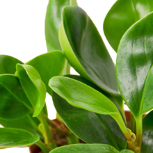 Load image into Gallery viewer, Peperomia Thailand Plant